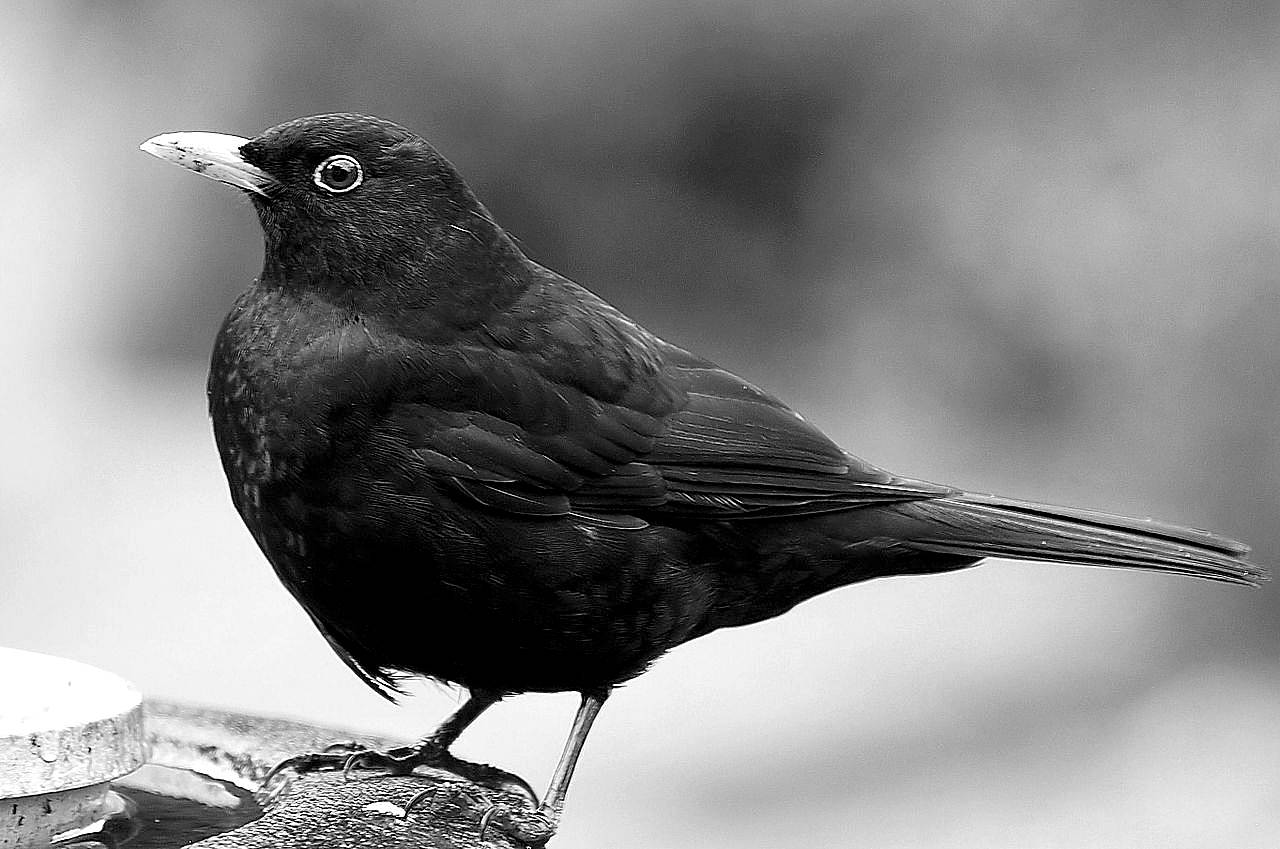 BIRD WATCH: Size, silhouette and all that slang