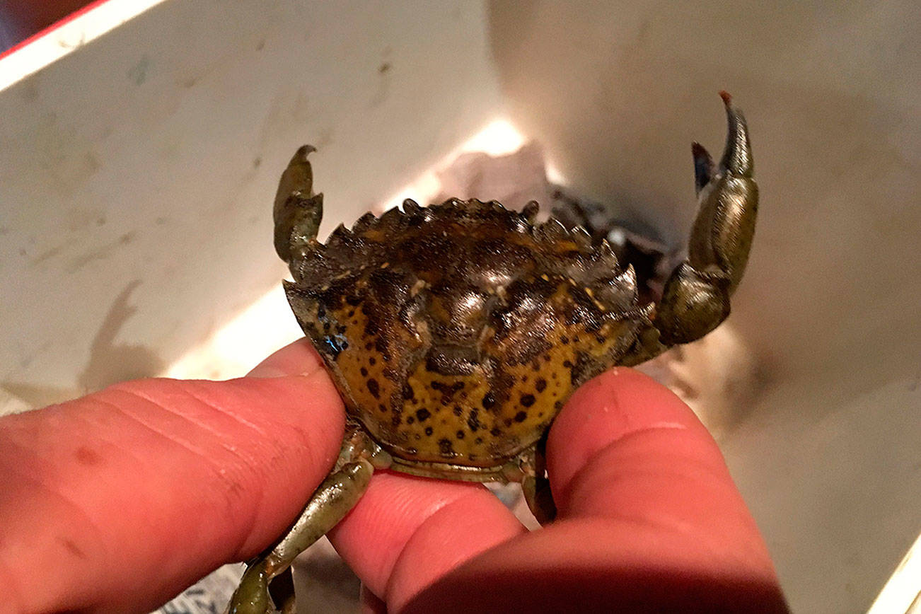Seasonal hunt ends; after finding 96 green crabs, trapping to resume in April