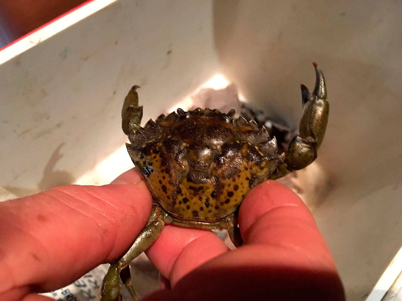 Resource managers at the Washington Maritime National Wildlife Refuge report they caught 96 European green crabs, an invasive species, at Graveyard Spit on the Dungeness Spit from April through October. (Matthew Nash/Olympic Peninsula News Group)