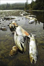 Salmon and steelhead dead in 2014 because of high water temperatures and low flows in California's Klamath River. http://ospreysteelheadnews.blogspot.com/