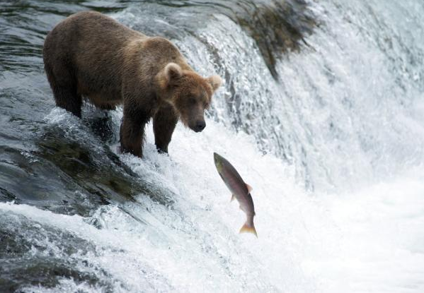 The costumed man was seen harassing a bear family fishing for salmon