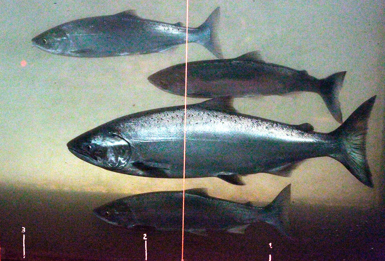 A chinook salmon