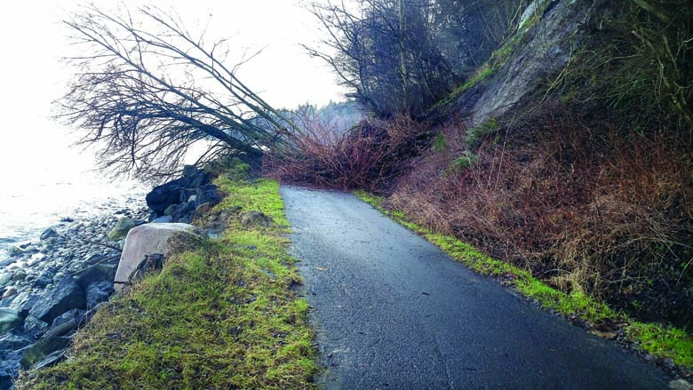 A tree blocks the Waterfront Trail about 1 mile east of the Rayonier site in Port Angeles. (John Brewer)