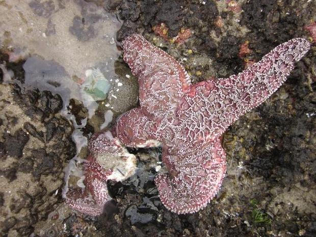 An ochre sea star on the Oregon coast has one leg disintegrating from star wasting syndrome. (Elizabeth Cerny-Chipman/Oregon State University 2014)