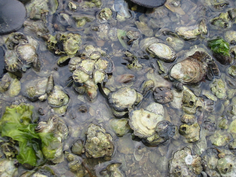 Olympia oysters (Washington Department of Fish and Wildlife)