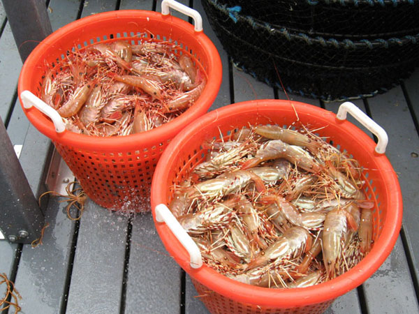 OUTDOORS: The more scent the better to attract spot shrimp