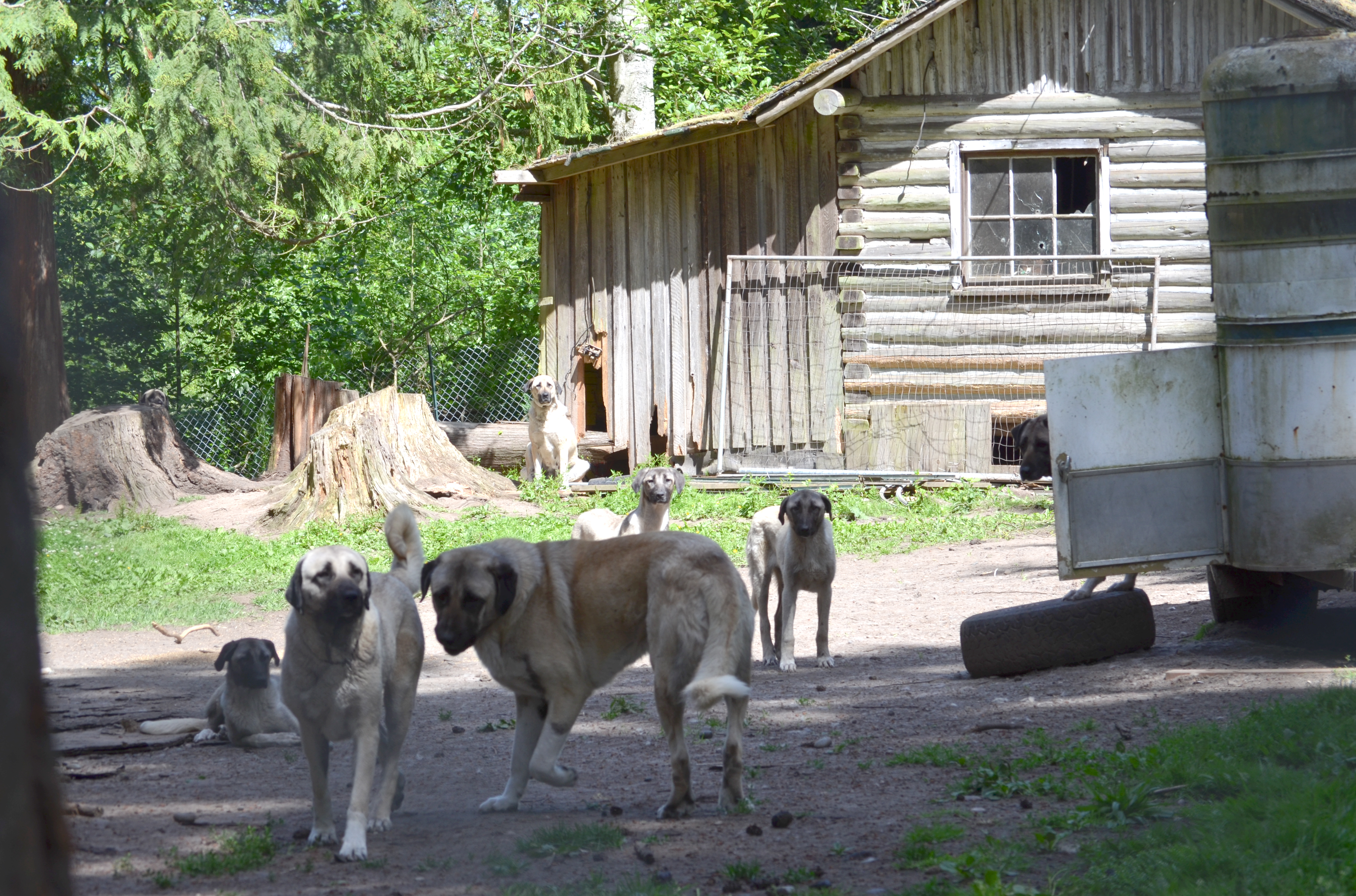 Dogs identified as Anatolian kangals lived under a shed or cabin before being moved to safer facilities. (Jefferson County Sheriff's Office)