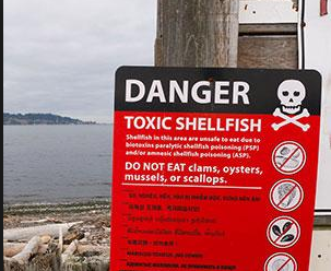 More shellfish harvest closures in effect in Clallam County; shut areas stretch from Cape Flattery to Jefferson line