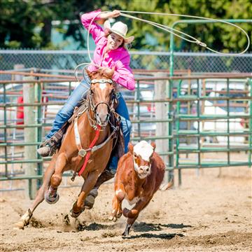 FIRST PLACE — A young cowgirl and her horse chase down a calf in the roping competition at the Jefferson County Fair. Kim Walters