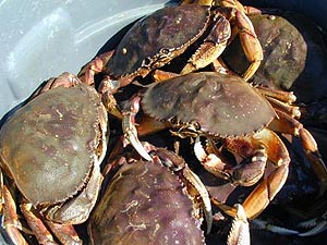 Study: Eating large amounts of Port Angeles Harbor crab could raise risks of cancer