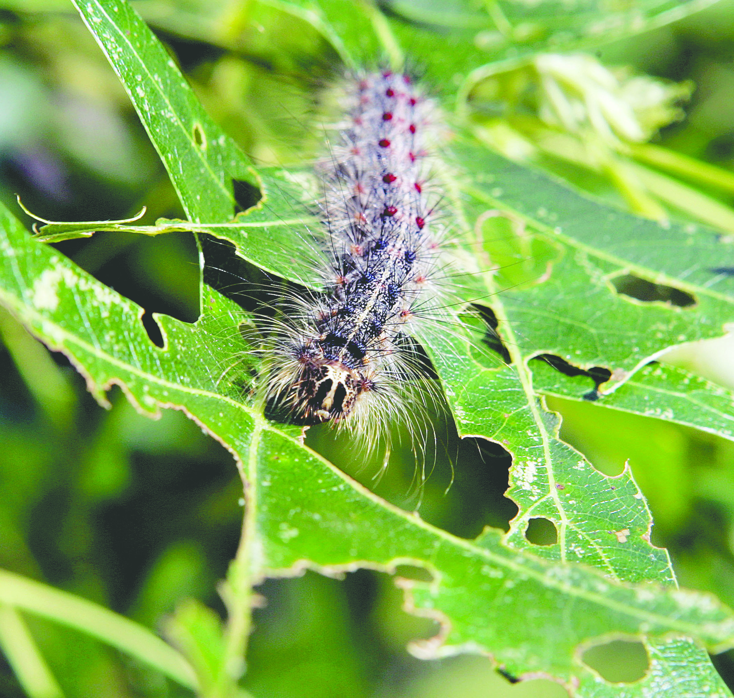 A gypsy moth caterpillar crawls along partially eaten leaves of a tree in Trenton