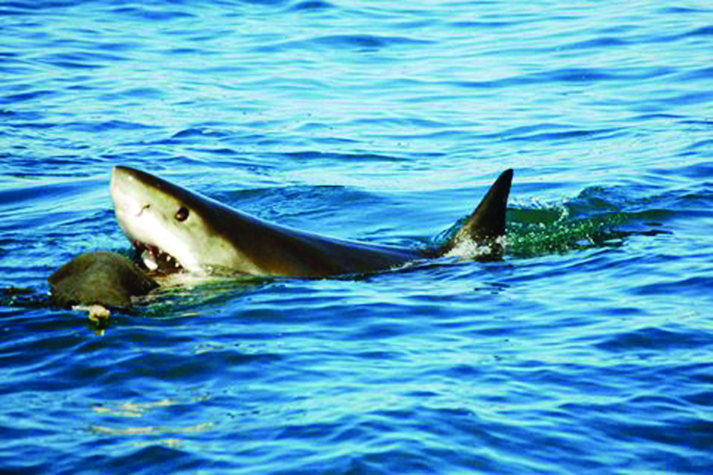 A great white shark investigates a fake seal decoy used by University of California