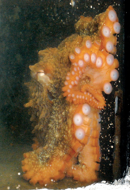A juvenile giant Pacific octopus