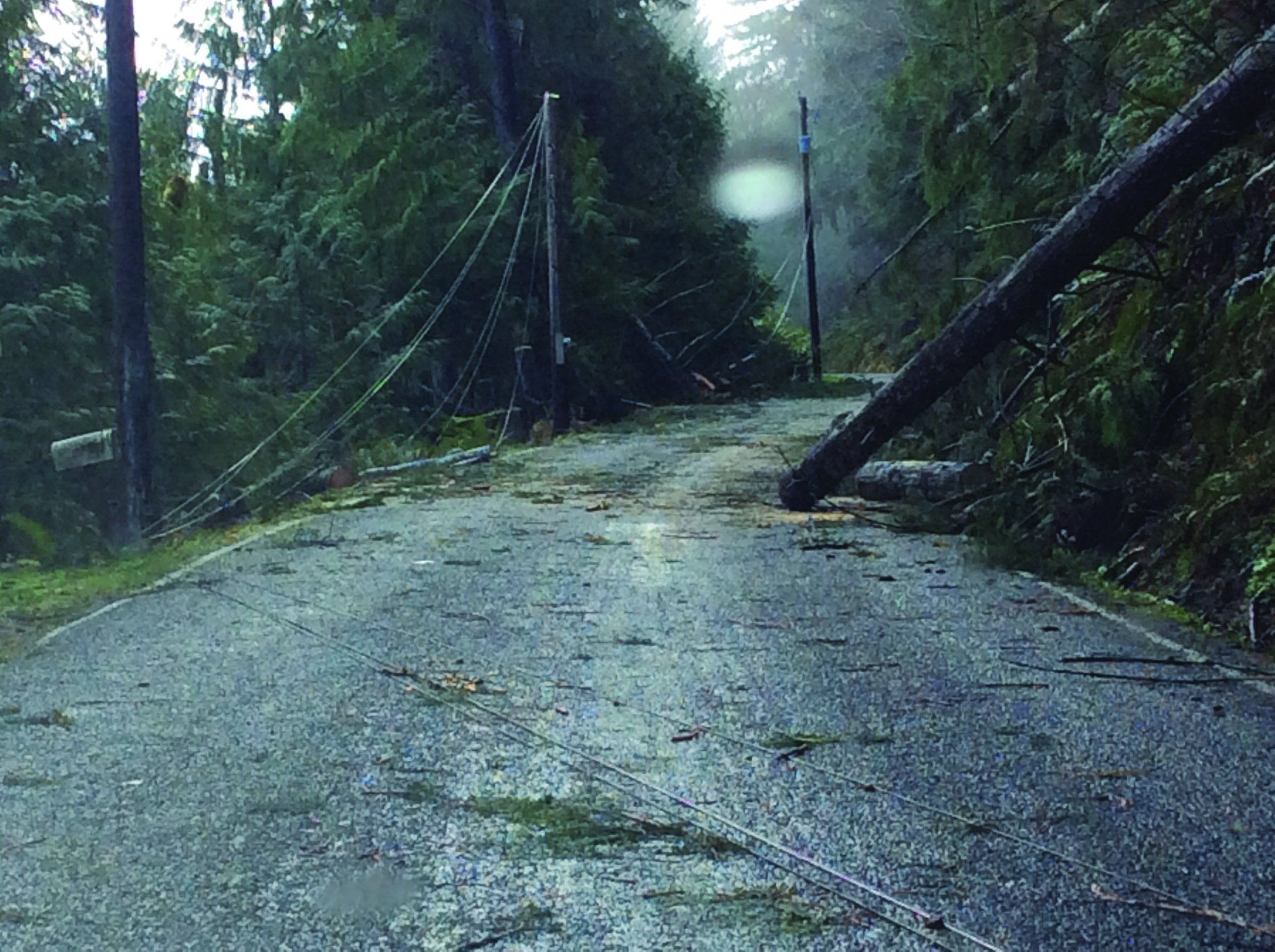 Trees and power lines were strewn across South Shore Road at Lake Sutherland after Sunday's storm. (Clallam County Public Utility District)