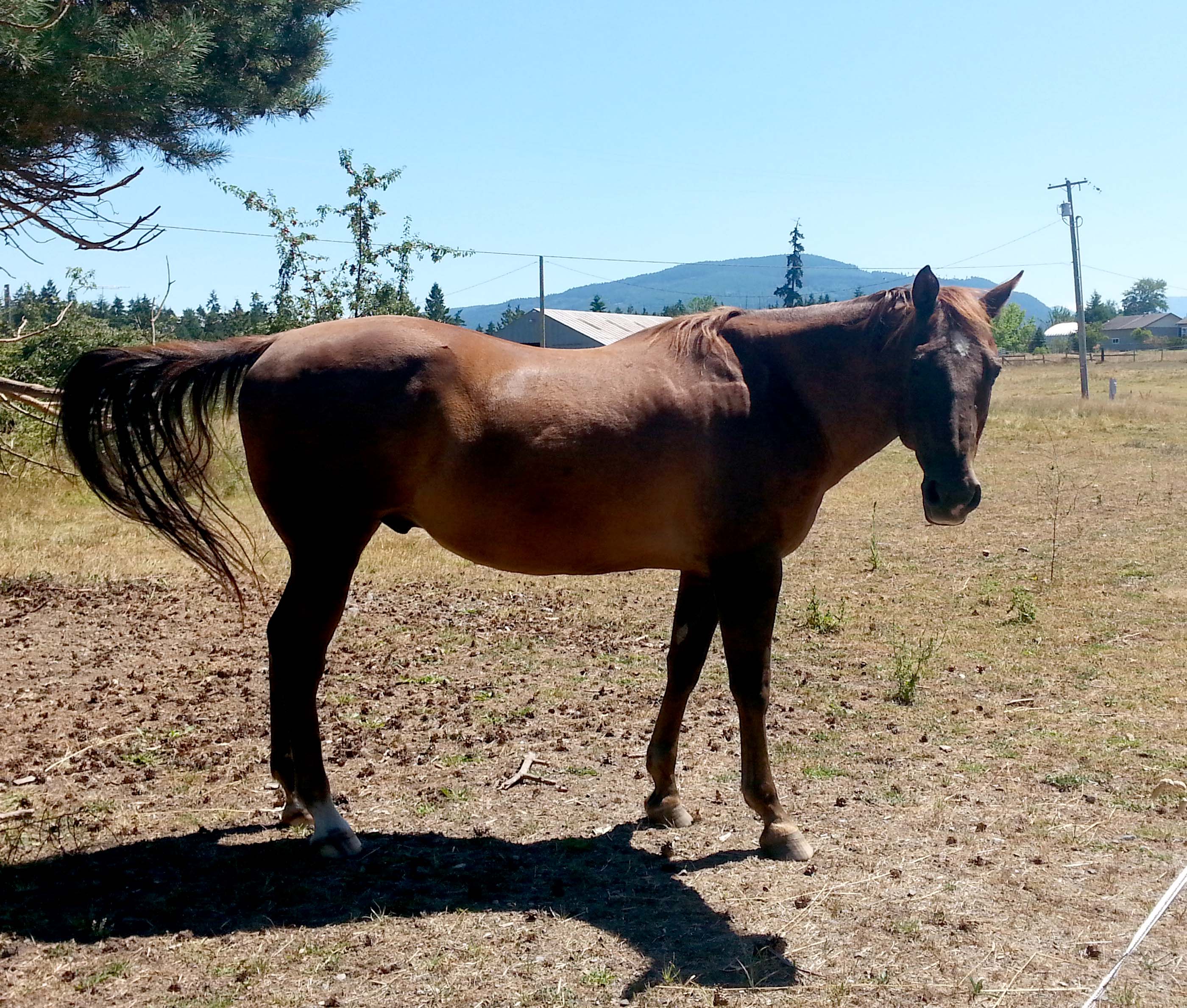 Sarge has a new life in Sequim because he refused to get in horse trailers that would have carried him to an awful fate. ()