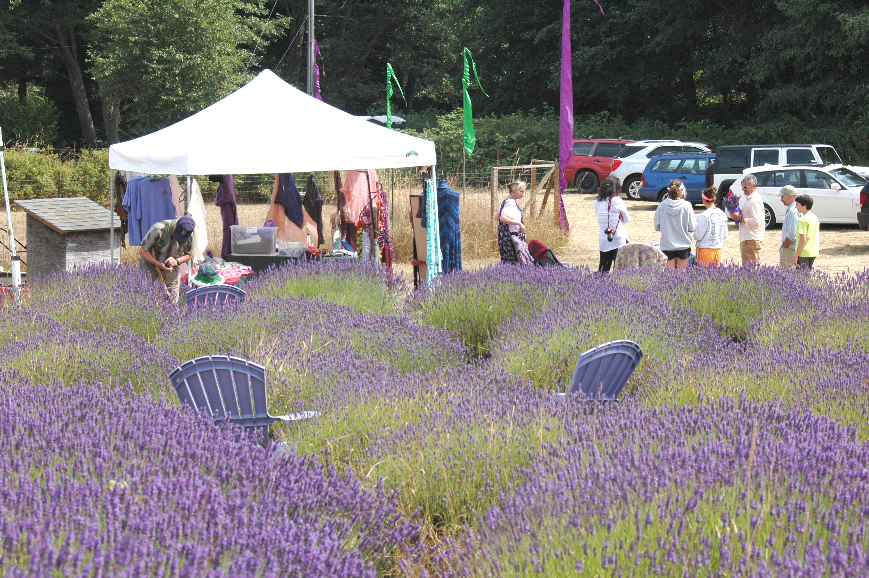 Visitors enjoy Blackberry Forest during the annual Sequim Lavender Weekend. (Alana Linderoth/Olympic Peninsula News Group)