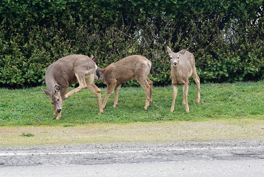 Three members of a deer family break for lunch Wednesday. An ad-hoc community group will conduct a deer census April 2.  Charlie Bermant/Peninsula Daily News ()