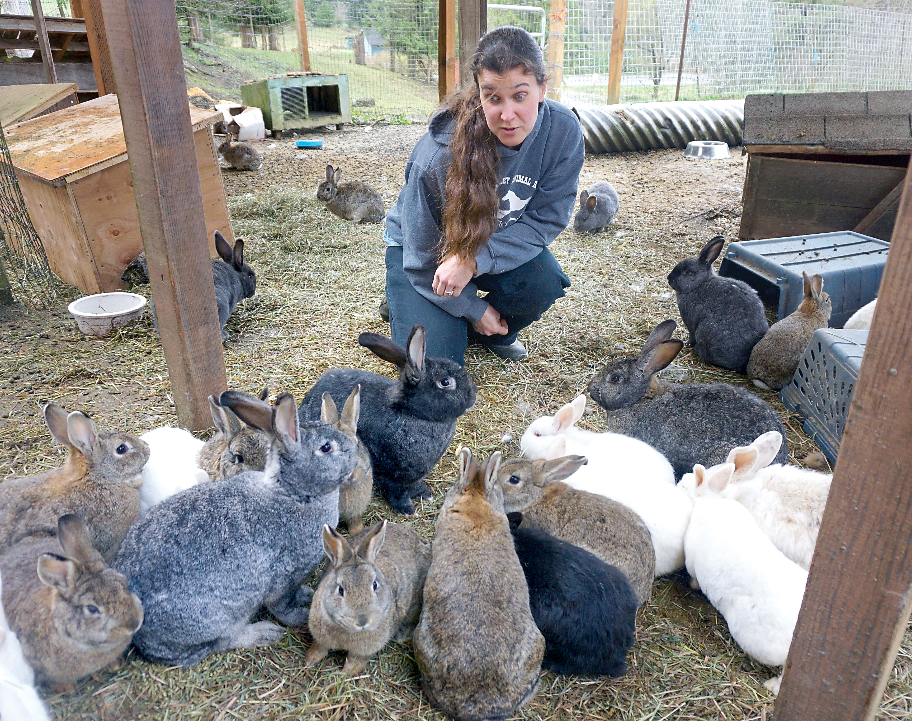 Quilcene's Center Valley Animal Rescue director Sara Penhallegon feeds some of the more than 40 rabbits that she hopes to place in appropriate homes. (Charlie Bermant/Peninsula Daily News)
