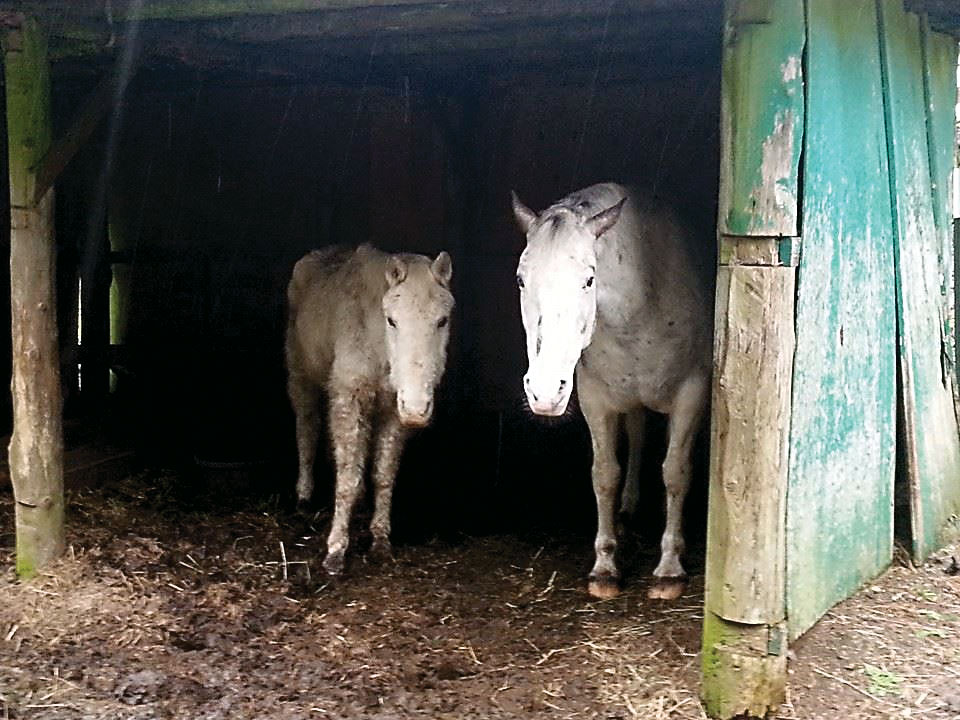 Anna and Elsa are a pair of horses that Olympic Peninsula Equine Network members rescued in late February. ()