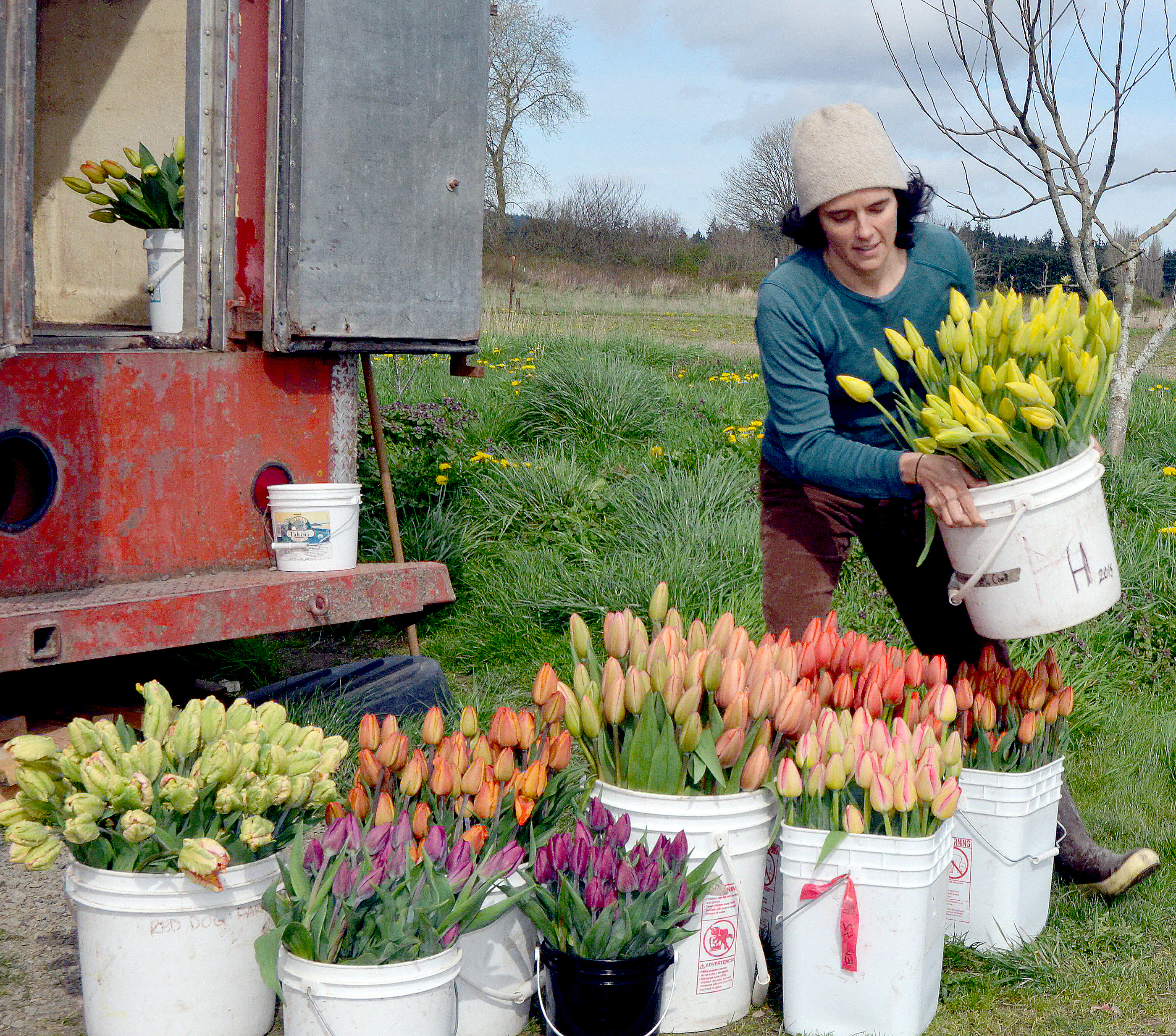 Red Dog Farm owner Karyn Williams prepares tulips to be sold at Saturday’s opening day of the Port Townsend Farmer’s Market.  —Photo by Charlie Bermant/Peninsula Daily News ()