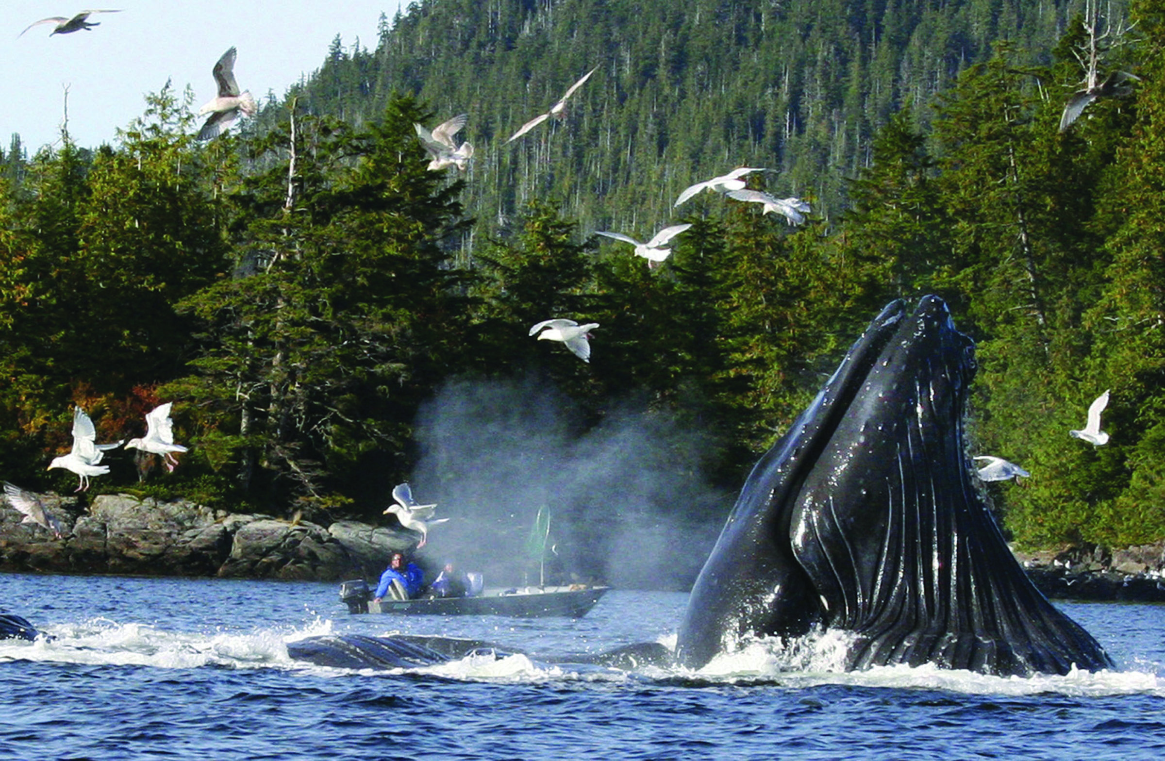 Boaters and fishermen watch as a group of up to six humpback whales feed on herring near Ketchikan