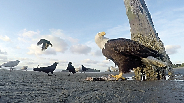 This scene is from a video of Neah Bay eagles by Jason Todd Roberts. His videos of eagles will be presented during Eagle Fest on Saturday. (Jason Todd Roberts)