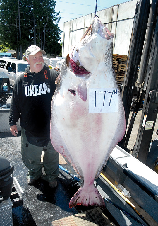 Mike Constant of Port Angeles shows off a 177-pound halibut during a weigh-in at Swain's General Store in Port Angeles on Tuesday. The fish was caught  in Freshwater Bay