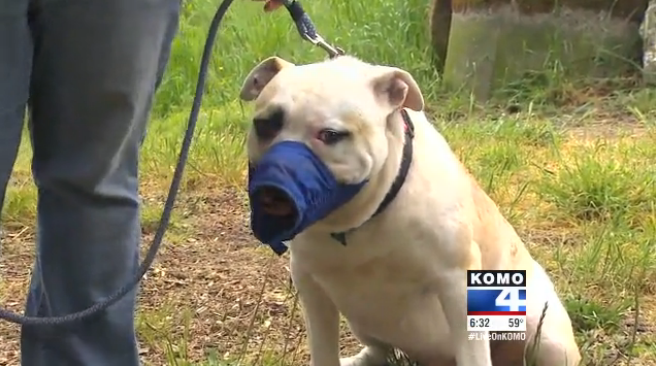 Duke the bulldog at the Olympic Peninsula Humane Society on Tuesday. (KOMO News)