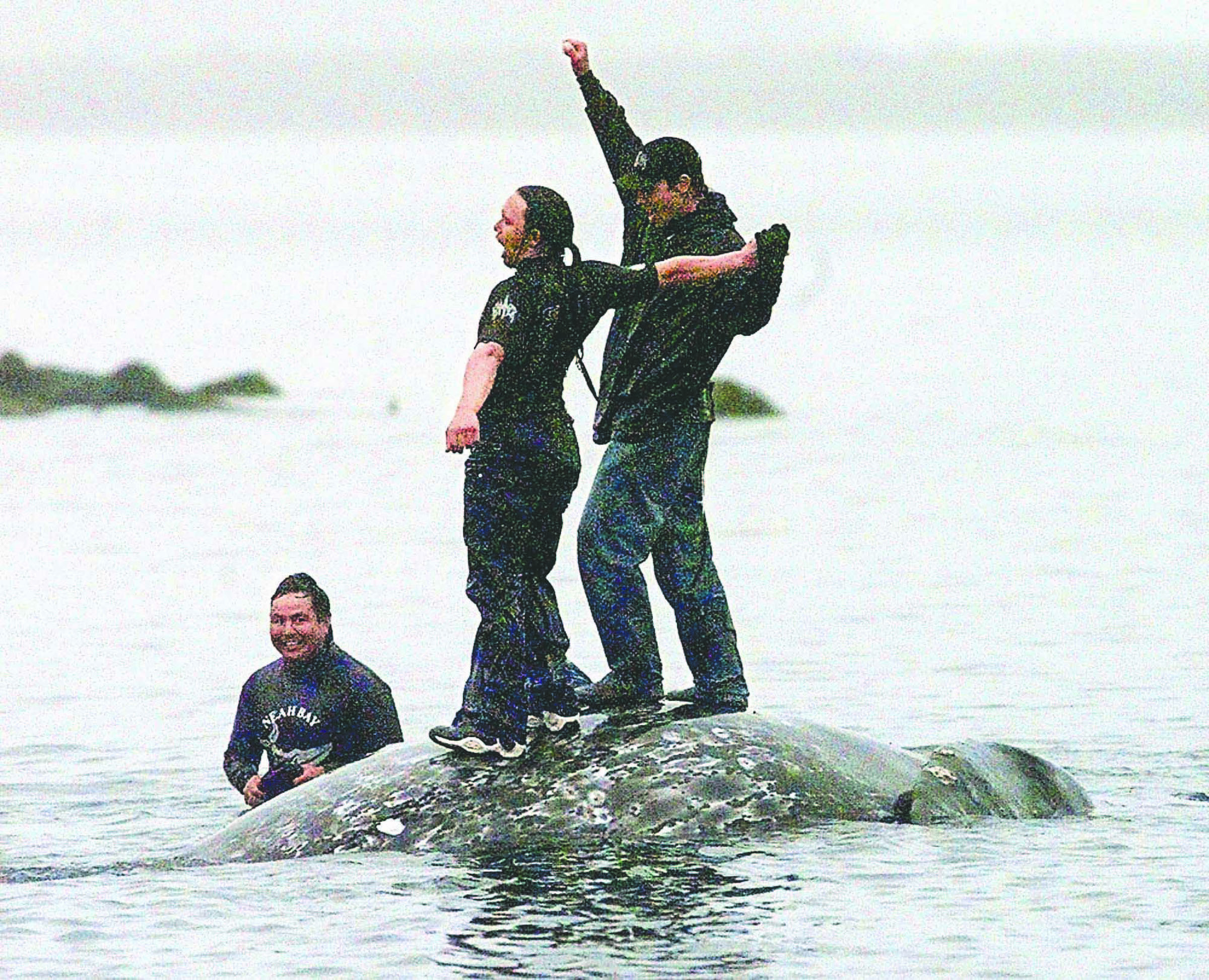 Makah tribal members celebrate on the back of a gray whale killed in the 1999 hunt as it is brought to the beach in Neah Bay. (The Associated Press)