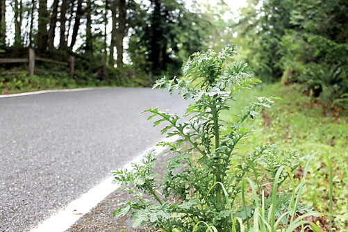 Tansy ragwort is an example of a noxious weed that Clallam County Noxious Weed Control officials would like to control better. Tansy ragwort can be lethal for horses and cattle. — Alana Linderoth/Olympic Peninsula News Group ()