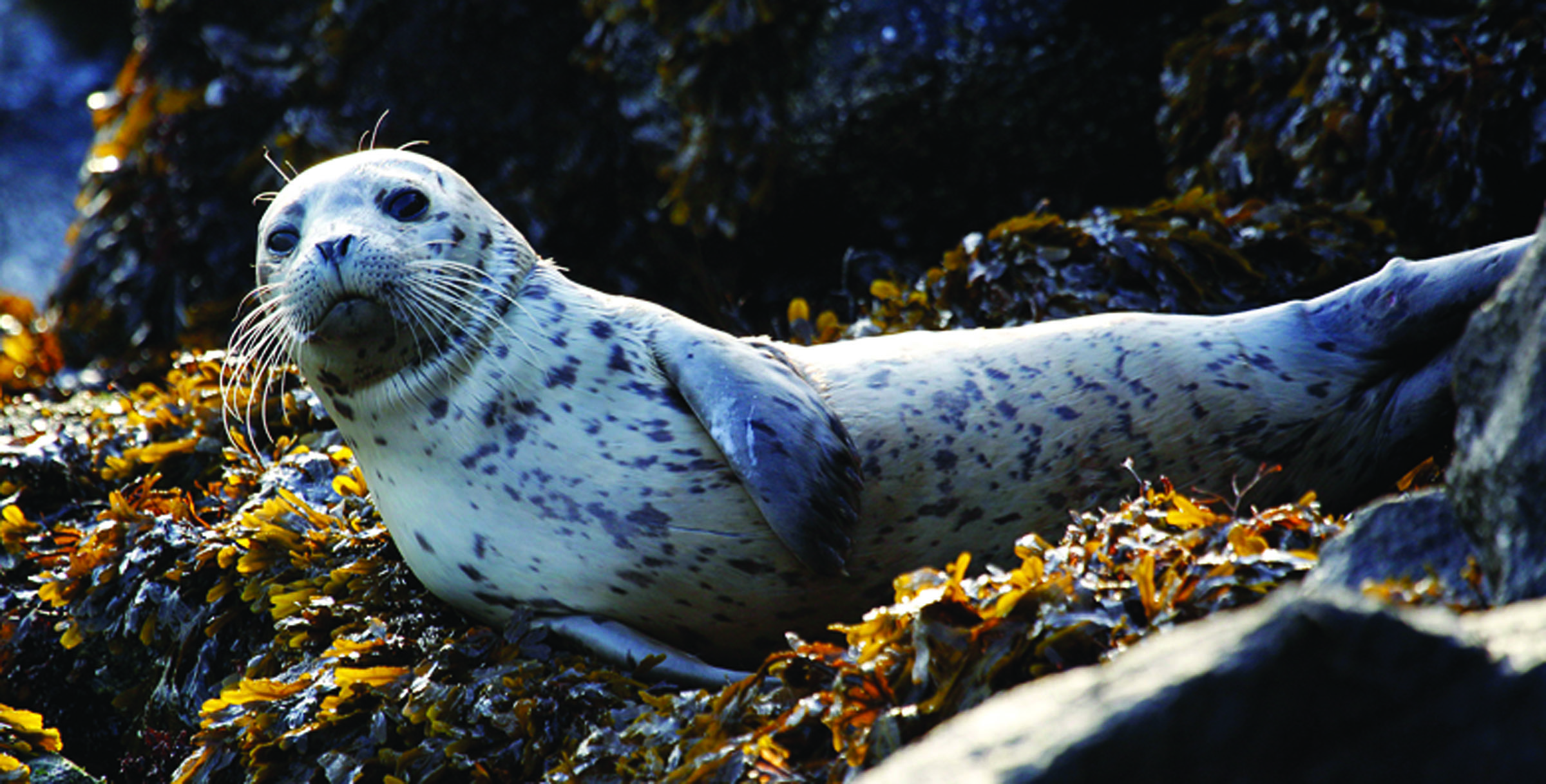 A harbor seal pup rests on seaweed-covered rocks after coming in on the high tide in the West Seattle neighborhood of Seattle. (The Associated Press)