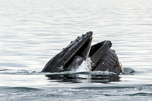 A humpback whale feeding near Port Angeles. Whale watchers are reporting large groups of active humpbacks in the inland waters of the Salish Sea. (Craig Weakley/Port Angeles Whale Watch Co.)