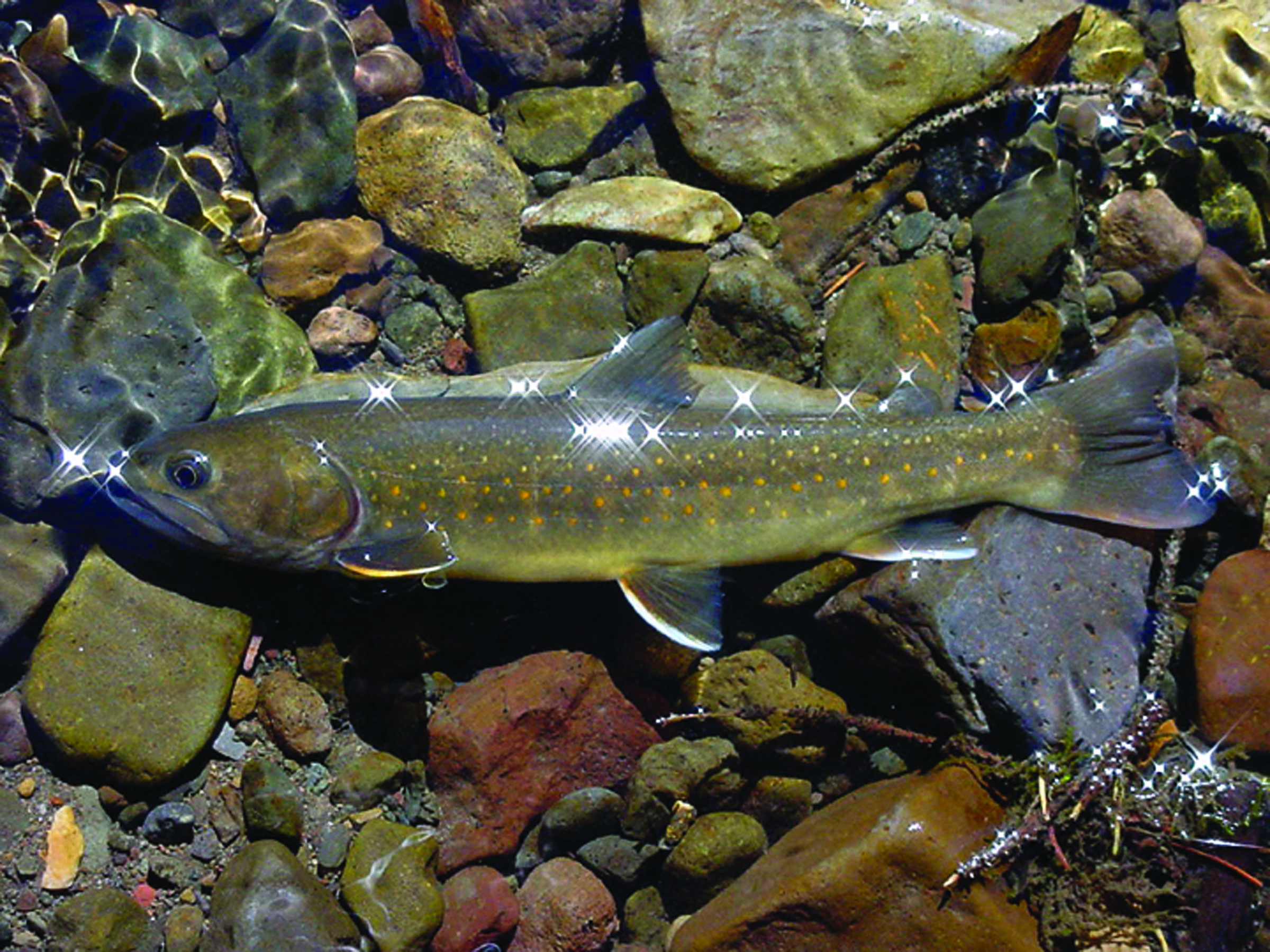 A bull trout in the Little Lost River in Idaho. — The Associated Press ()