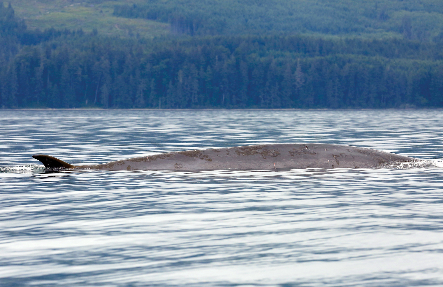 A fin whale surfaces northeast of Dungeness Spit on July 15