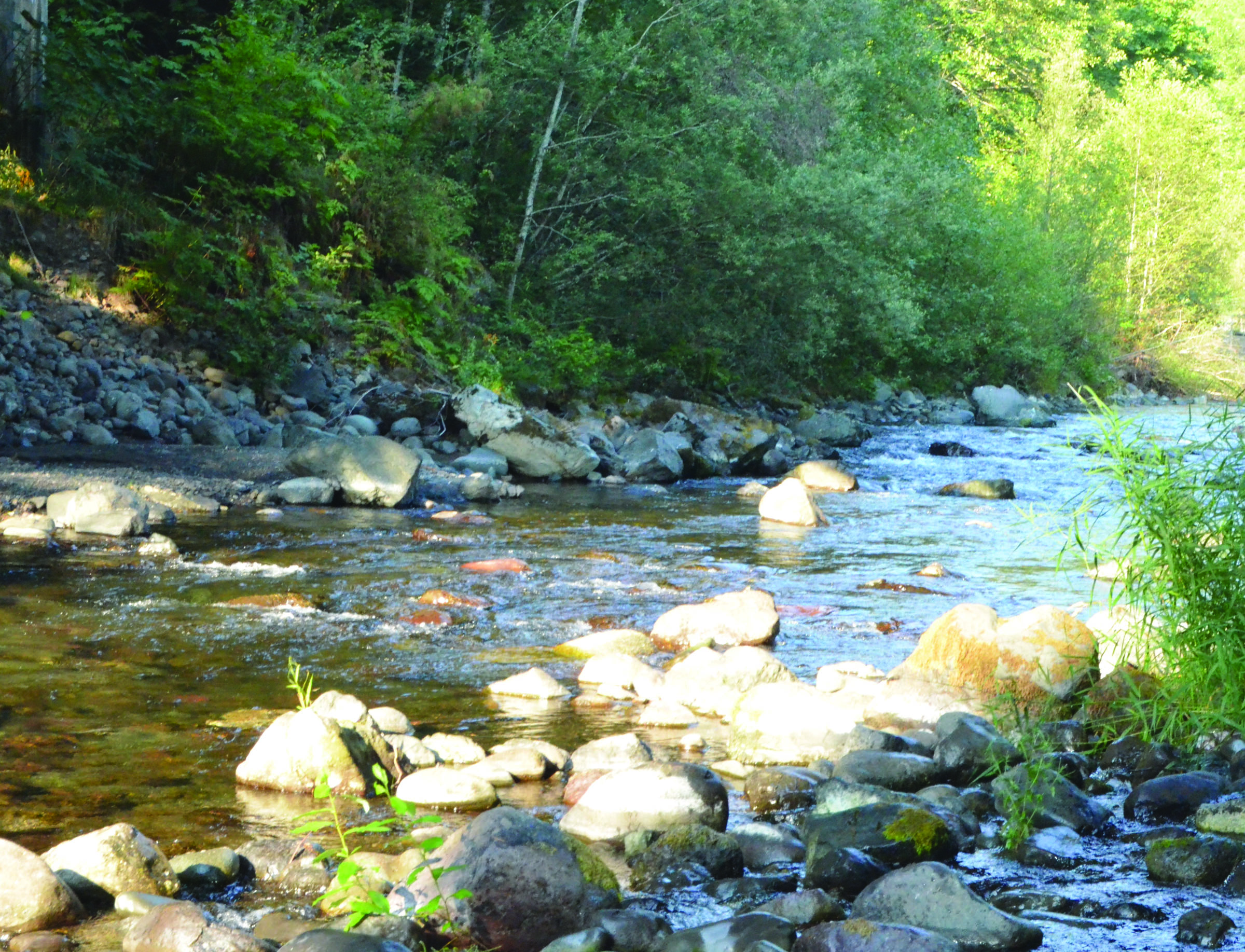 Big Quilcene River salmon season called off as low flows continue amid