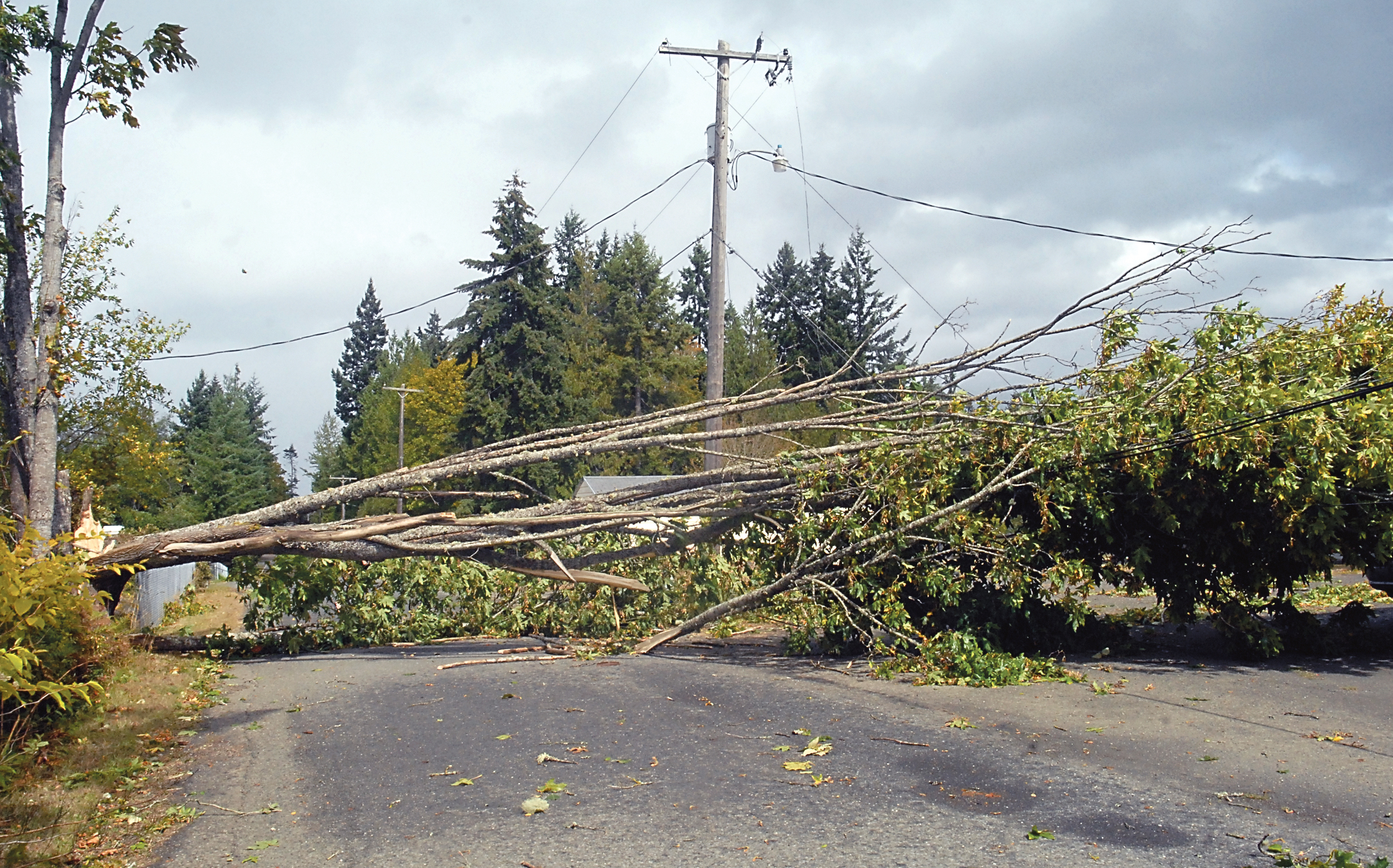 A toppled tree draped over power lines blocks Tiller Road near Scrivner Road south of Port Angeles after high winds struck the area Saturday. Keith Thorpe/Peninsula Daily News