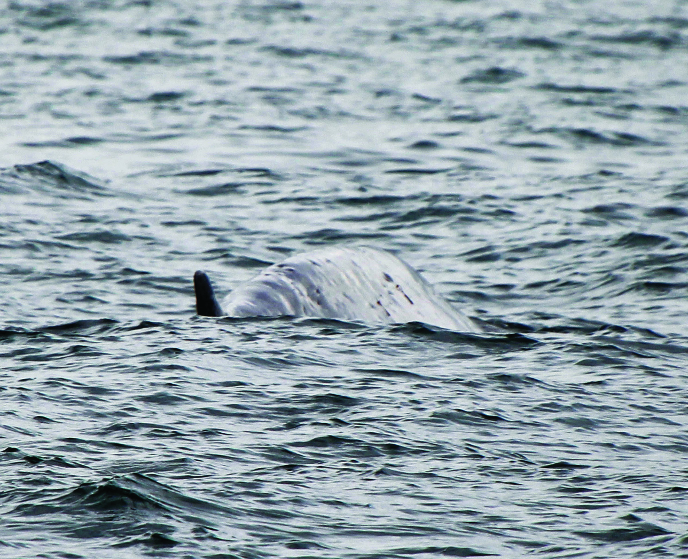 A fin whale surfaces last Tuesday in Puget Sound near Minor Island. Michael Harris