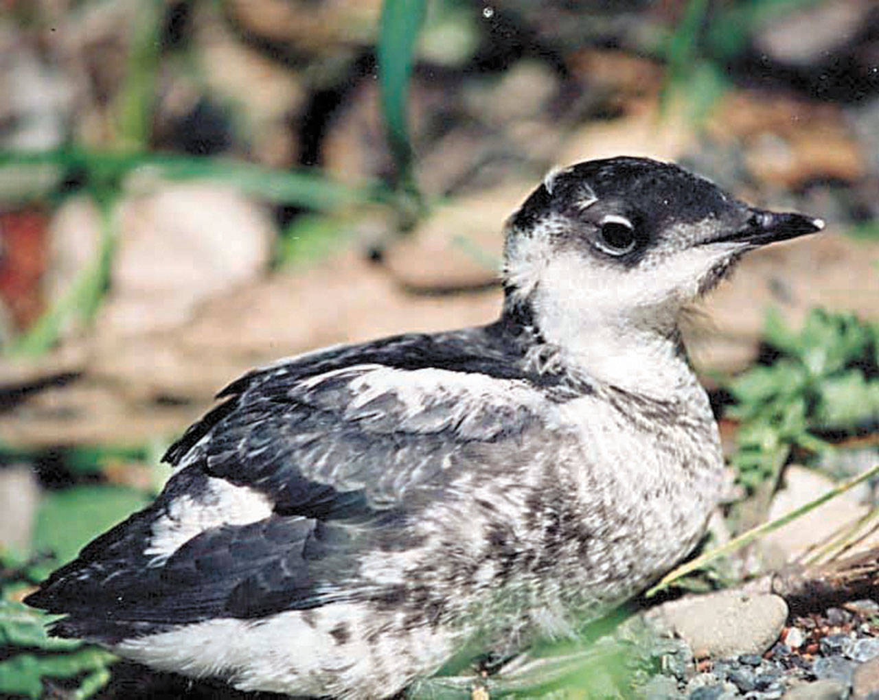 A marbled murrelet (U.S. Forest Service)