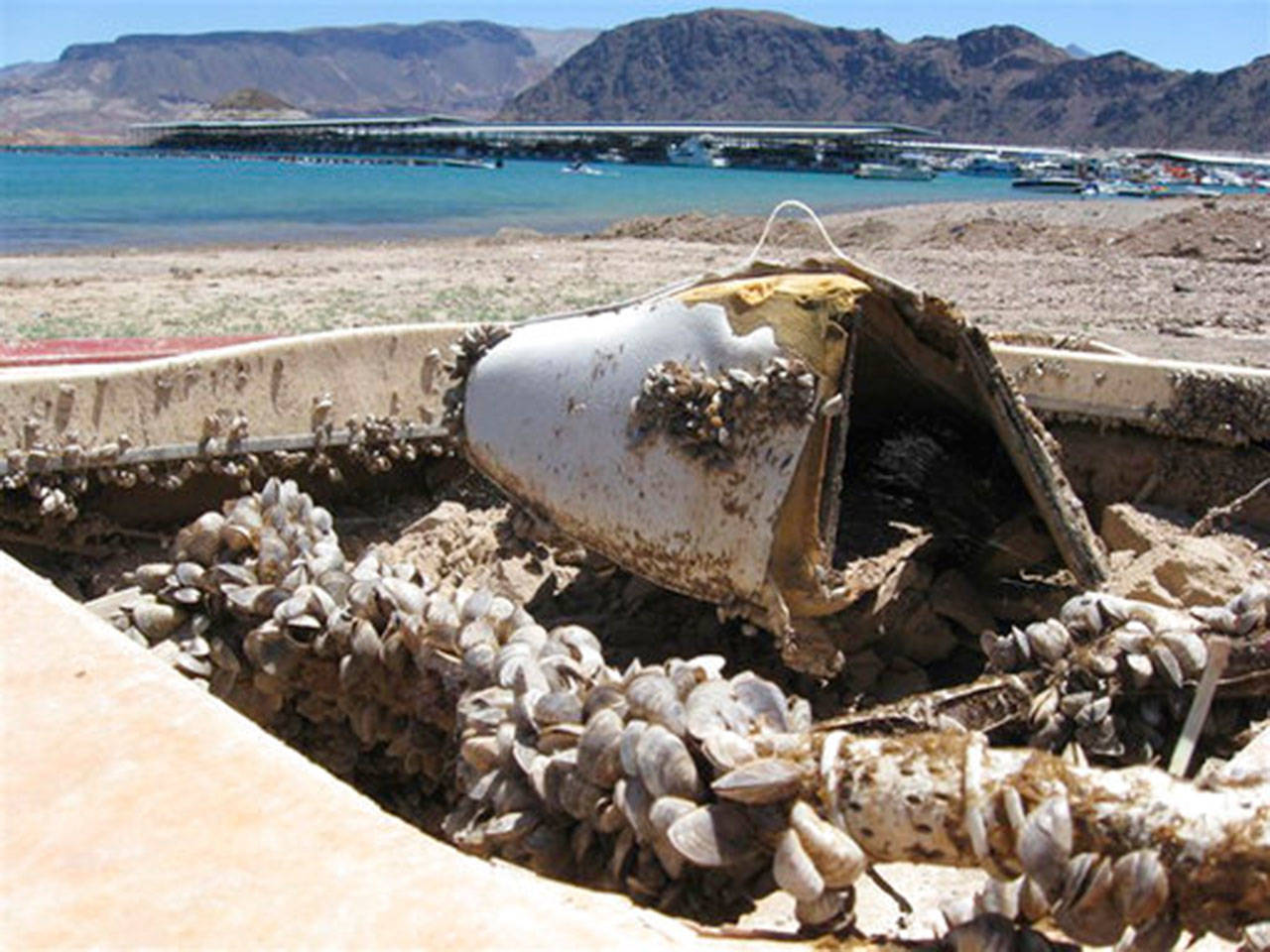 In this July 6, 2009, photo, invasive quagga mussels cover a formerly sunken boat at Lake Mead in Lake Mead National Recreation Area in Nevada. (Felicia Fonseca/The Associated Press)