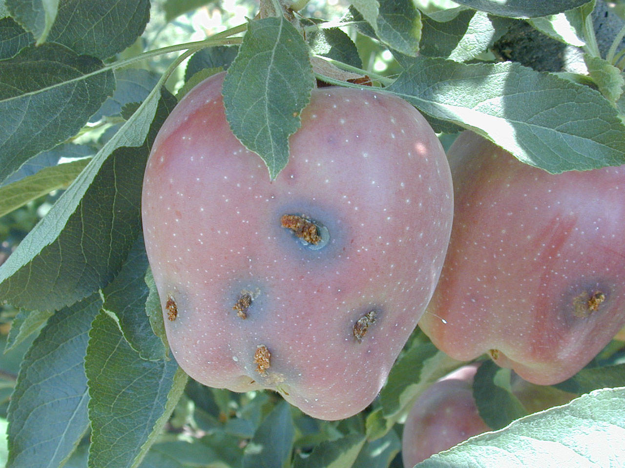Entry holes on the surface of the apple marked by reddish brown granular material present a telltale sign of codling moth. (Jay Brunner)