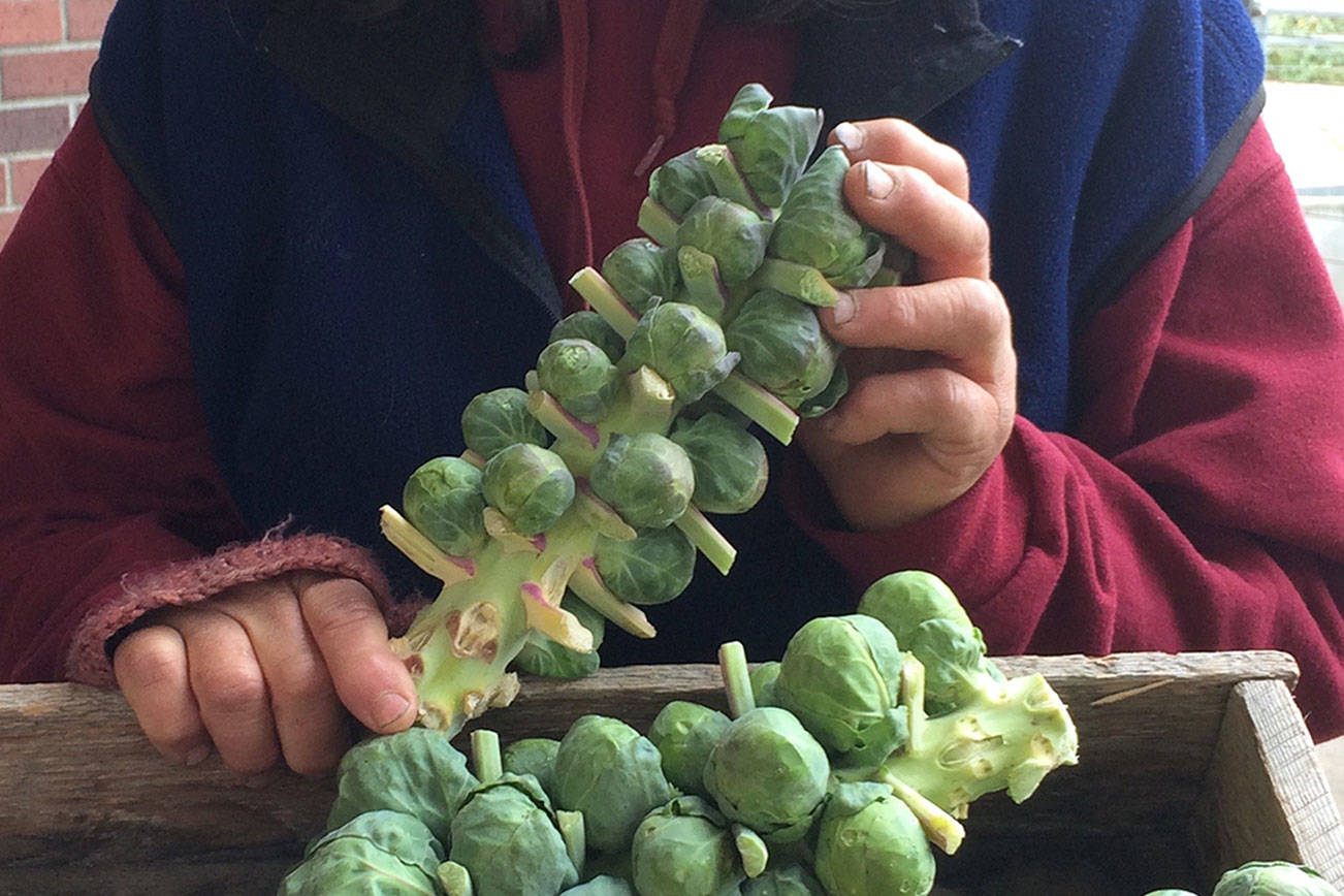 PENINSULA KITCHEN: Roasted Brussels sprouts make for healthful snack