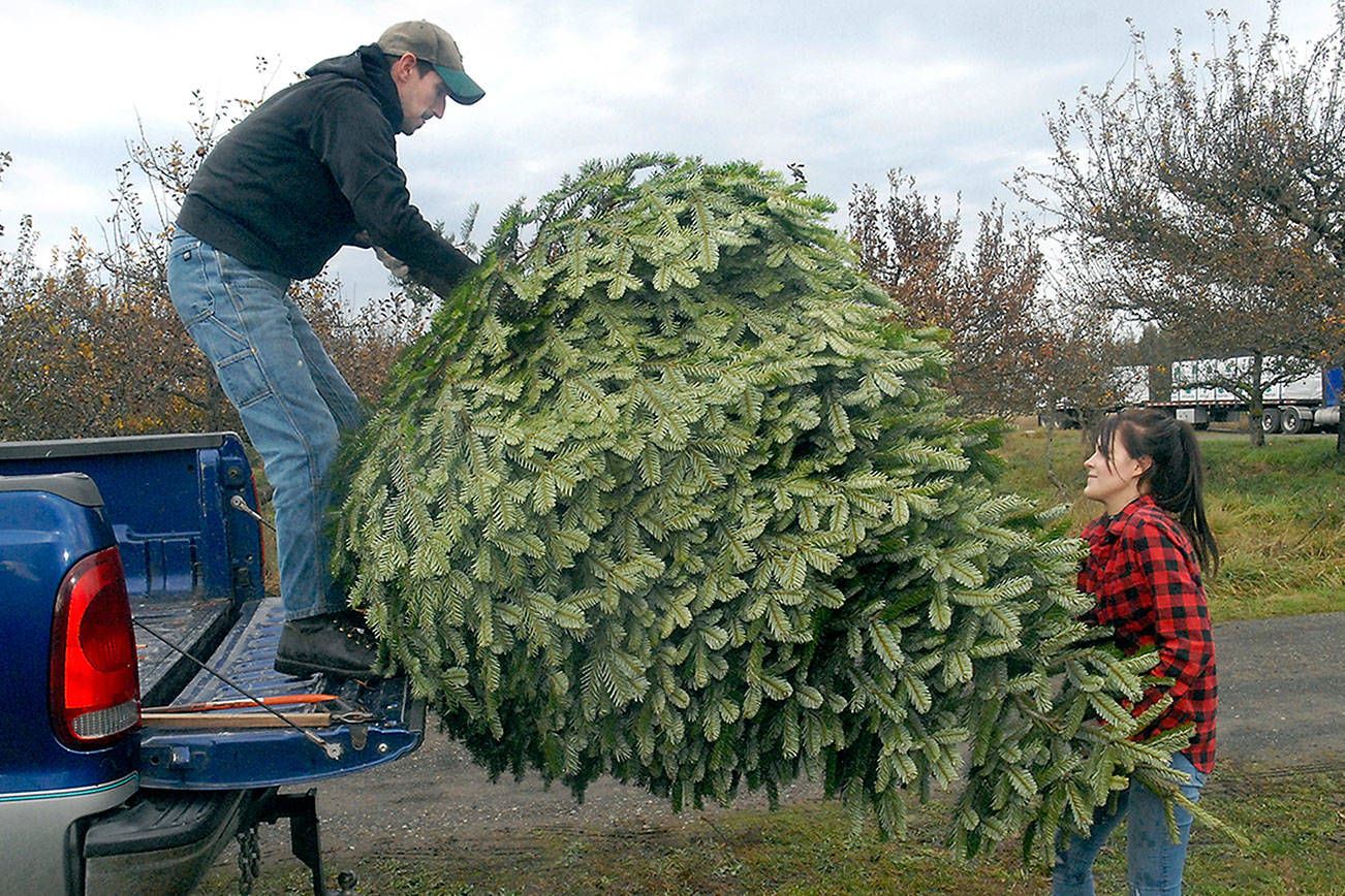 That special tree: Peninsula residents have U-cut options for Christmas