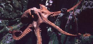 Giant Pacific octopus The Associated Press