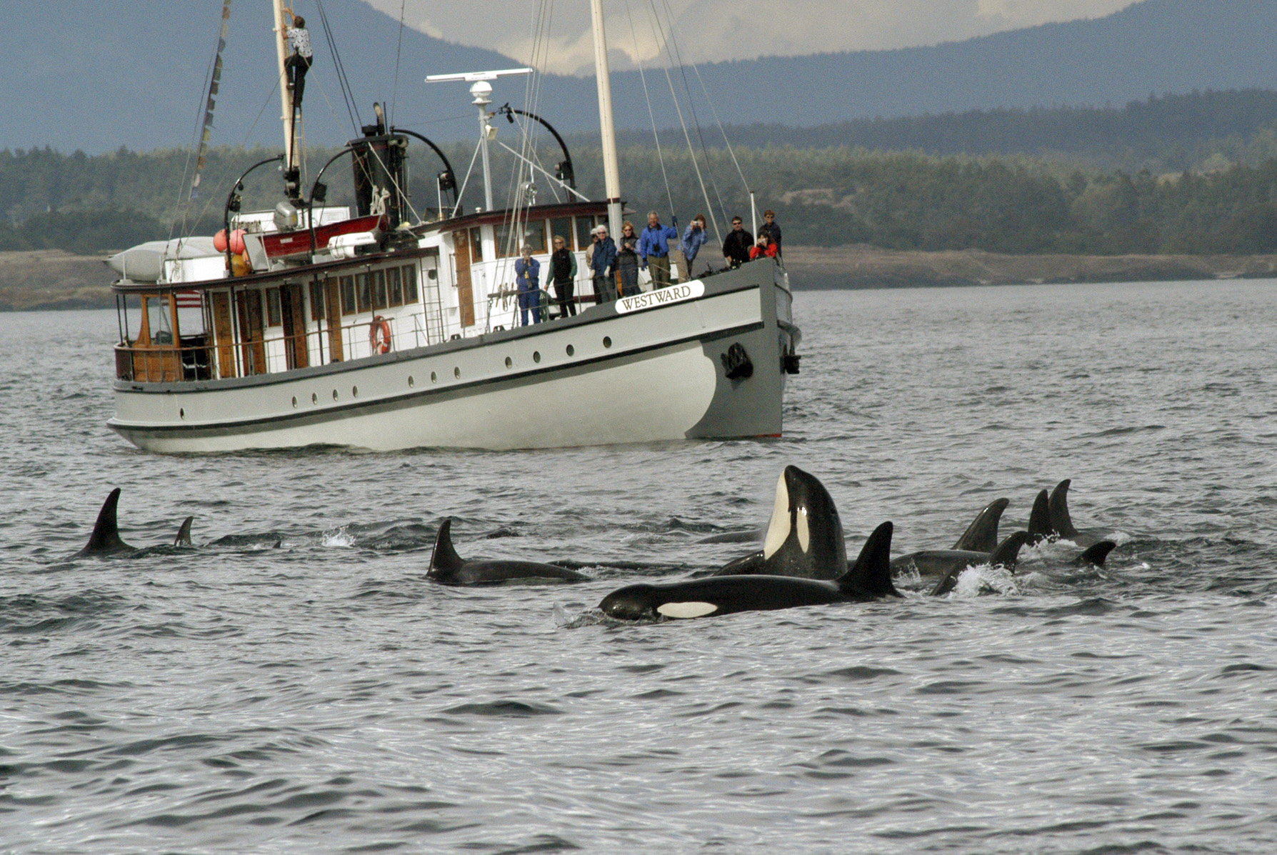 A killer whale-watching boat passing a pod of orcas in Puget Sound. The Associated Press