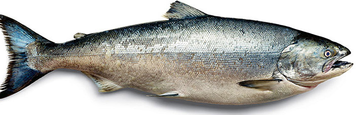 It's time for wild Pacific salmon (interactive recipes)