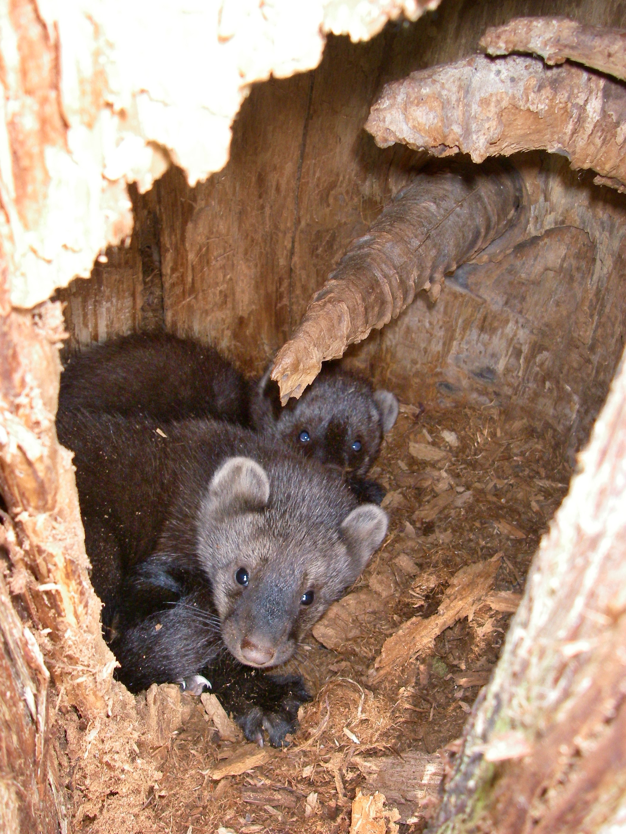 A pair of fisher kits peer toward the camera as they are photographed in their den high up a tree in Olympic National Park. National Park Service (click on photo to enlarge)