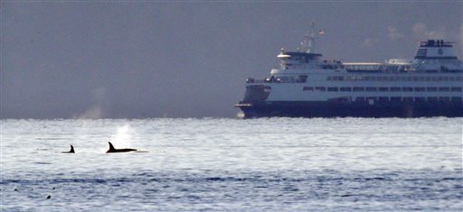 A pair of orcas swim in view of a state ferry crossing from Bainbridge Island toward Seattle on Tuesday. The Associated Press