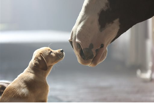 This undated frame grab provided by Anheuser-Busch shows the company's 2014 Super Bowl commercial entitled“Puppy Love." The Associated Press