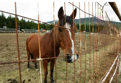 A horse stands in the rodeo area of the Darrington Fairgrounds in Darrington. Horses displaced by the massive mudslide are being cared for by volunteers at the fairgrounds. The Associated Press