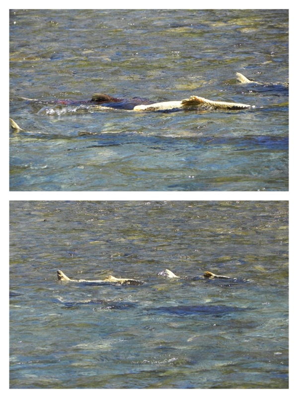 Salmon spawning in Elwha River near Altaire Campground ( * VIDEO